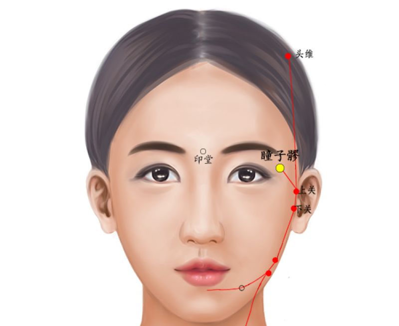 瞳子髎 正面