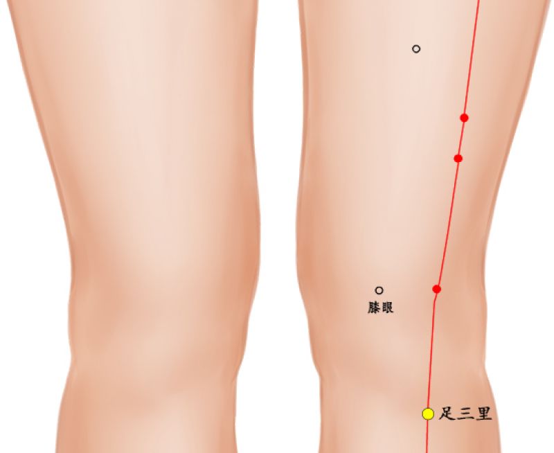 足三里 正面