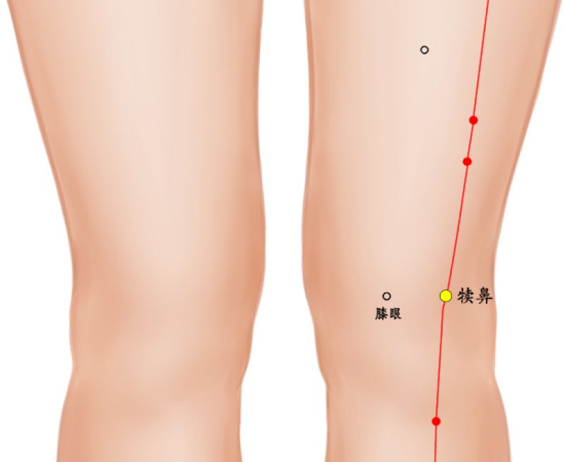 犊鼻 正面