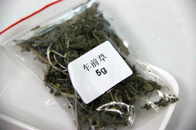 车前草 包装